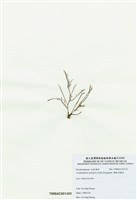 藏品(穗狀魚棲苔)的圖片